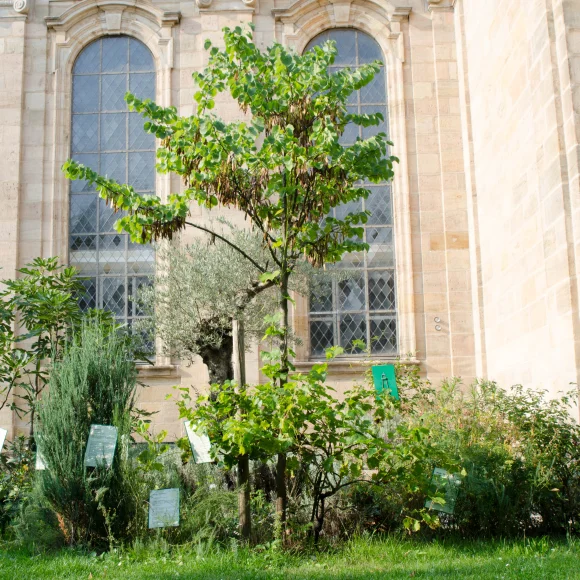 Bibelgarten Erlangen Bibelgarten vor der ehem. Christuskirche am Bohlenplatz