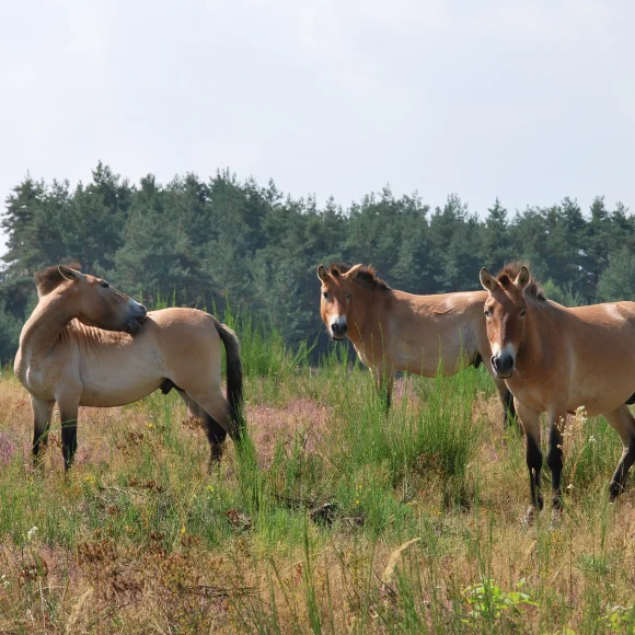 Urwildpferde in Tennenlohe Urwildpferde in Tennenlohe