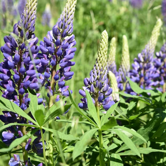 Lupinen