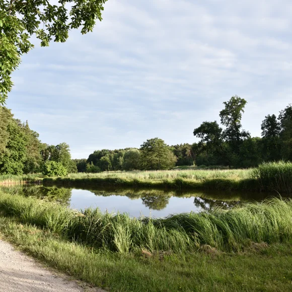 Waldweg entlang der Weiher