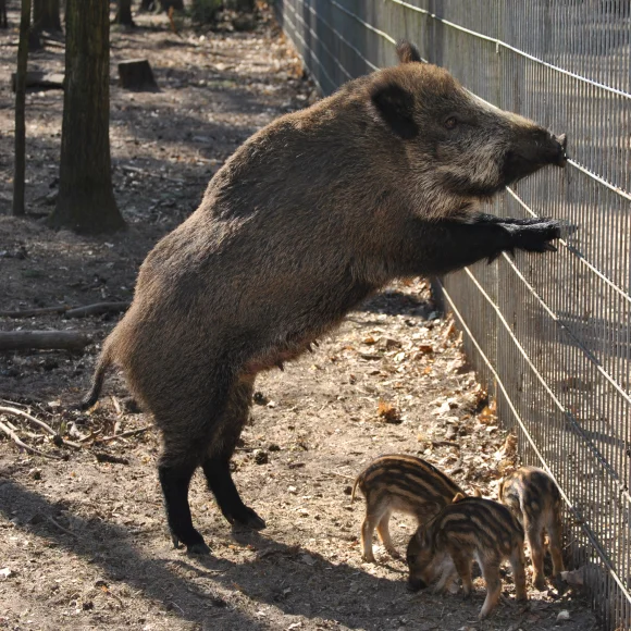 Wildschweingehege Buckenhofer Forst