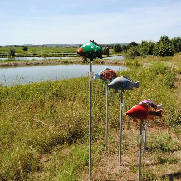 Fische am Aischgründer Karpfenradweg