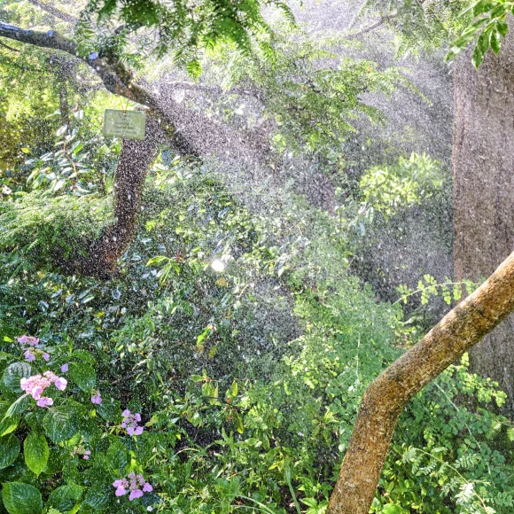 Sprühregen im Botanischen Garten Sprühregen im Botanischen Garten