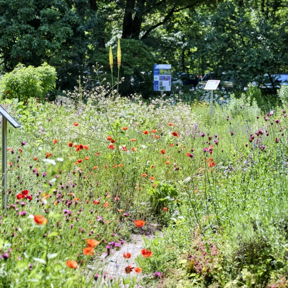 Blütenzeit im Aromagarten Blütenzeit im Aromagarten