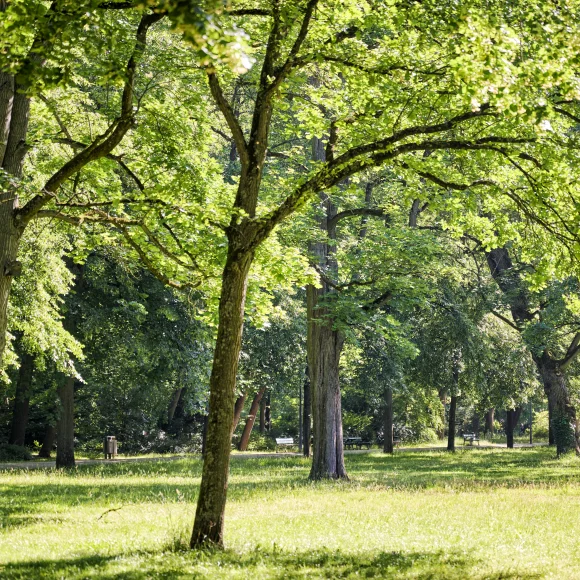 Bäume im Erlanger Schlossgarten Bäume im Erlanger Schlossgarten
