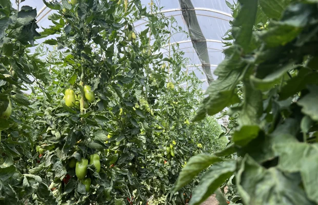 Gemüse unter Folien im Anbau